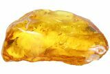Detailed Fossil Termite (Isoptera) In Baltic Amber #87062-1